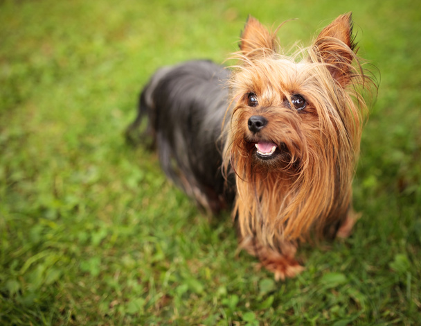 onnellinen pikku yorkshire terrieri pentu koira läähätys
  - Valokuva, kuva