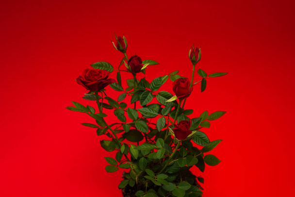 Red roses in a pot on a red background. Copy space. - Foto, afbeelding