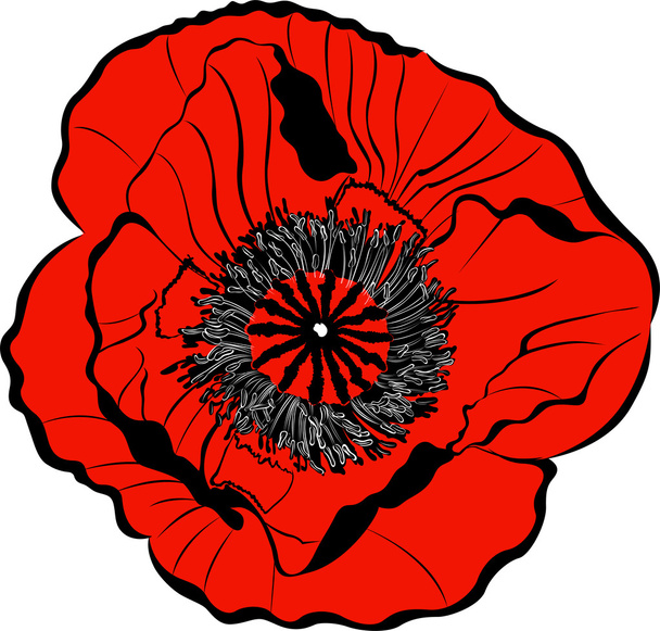 цветок мака - Вектор,изображение