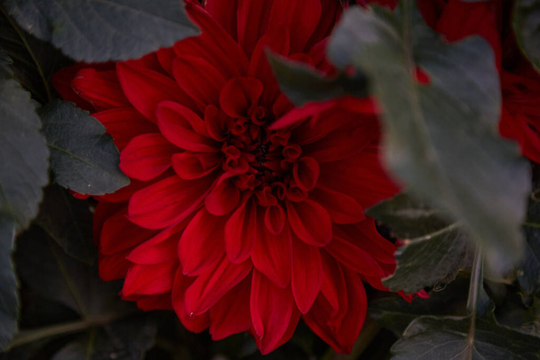 Fondo de flores de otoño. Georgina roja de cerca, fondo de flores de dalia. Estética de otoño. Foto de alta calidad - Foto, imagen