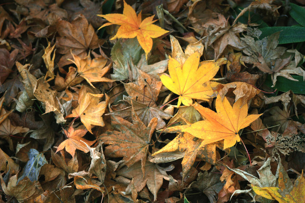 Gevallen bladeren van Japanse esdoorn verwelkt - Foto, afbeelding