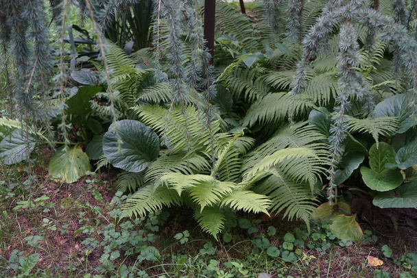 Cedrus atlantica 'Glauca Pendula' vastaan saniainen elokuussa. Cedrus atlantica, Atlas setri, on puulaji mäntysuvun Pinaceae. Berliini, Saksa - Valokuva, kuva