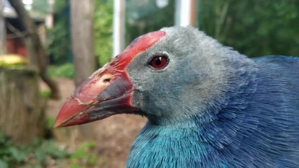 Close-up on the western swamphen or the Sultan bird. Can fly long distances and swim well, especially for birds without webbed feet - Footage, Video
