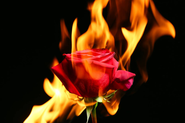 Όμορφο τριαντάφυλλο στη φλόγα σε σκούρο φόντο - Φωτογραφία, εικόνα