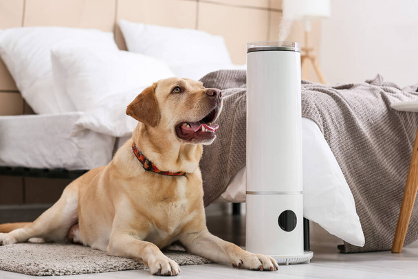 Cute dog in bedroom with modern humidifier - Foto, Imagen