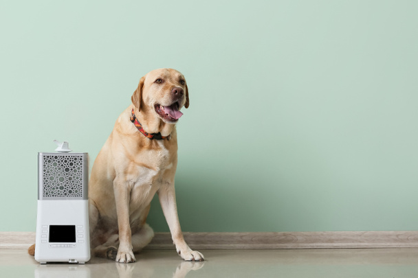 Cute dog with modern humidifier near color wall - Photo, Image