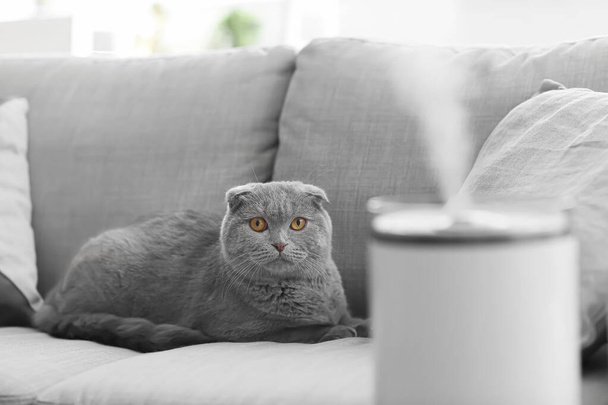 Lindo gato en la habitación con humidificador moderno - Foto, Imagen