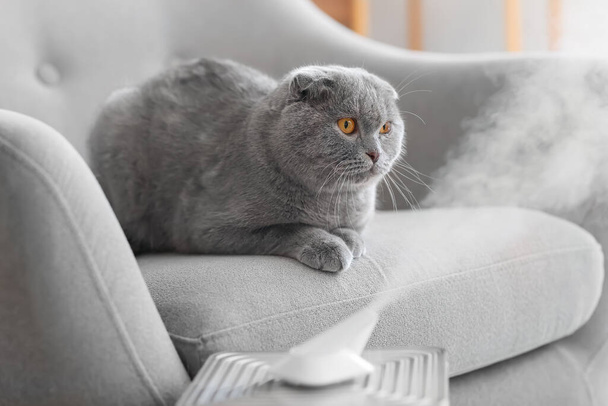Niedliche Katze im Zimmer mit modernem Luftbefeuchter - Foto, Bild