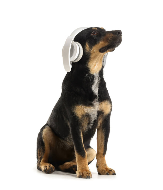 Cute dog with headphones on white background - Foto, imagen