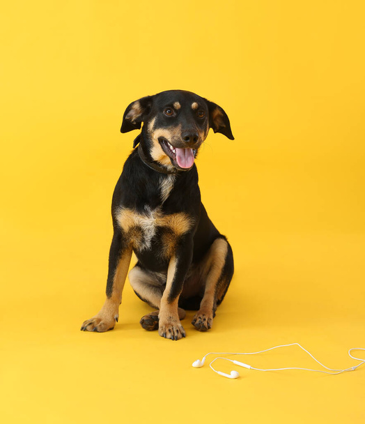 Roztomilý pes se sluchátky na bílém pozadí - Fotografie, Obrázek