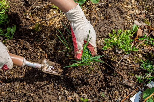 mani di giardiniere con erbaccia nell'orto  - Foto, immagini