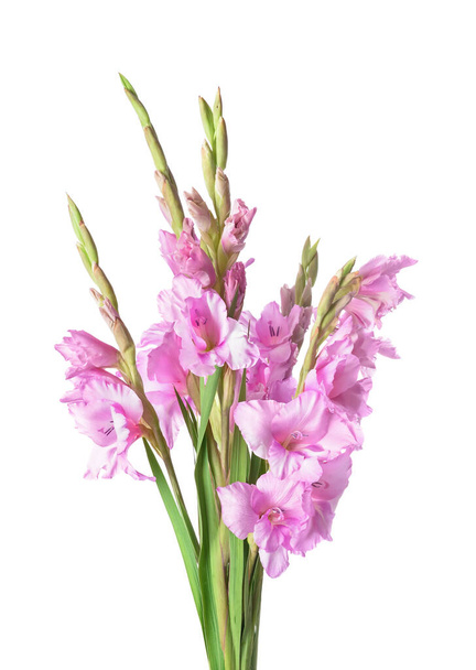 belles fleurs de gladiolus sur fond blanc - Photo, image
