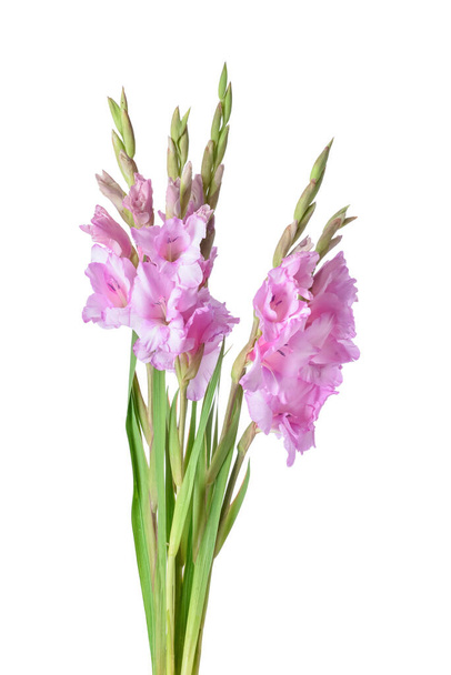 bellissimi fiori gladiolus su sfondo bianco - Foto, immagini
