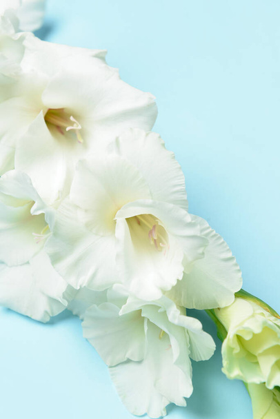 Lindas flores gladiolus no fundo de cor, close-up - Foto, Imagem
