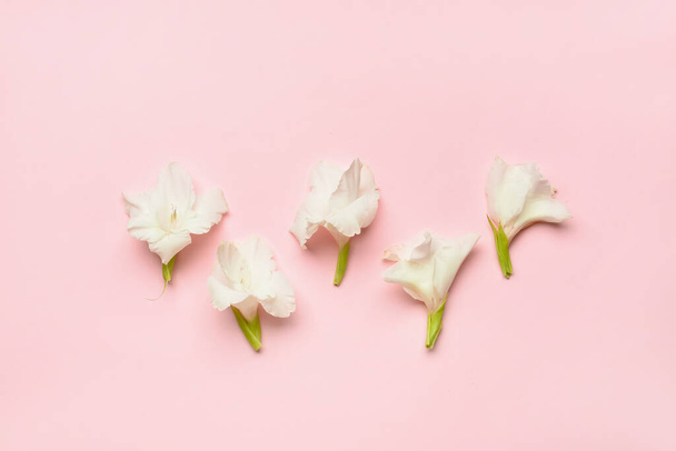 Gyönyörű gladiolus virágok a színes háttér - Fotó, kép