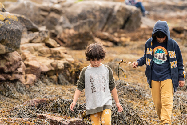 a boy and his little sister explore among the rocks and seaweed on a beach in the nature park. - Zdjęcie, obraz