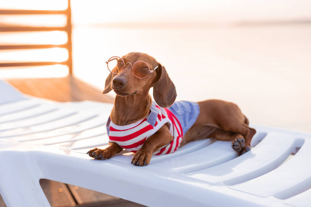 Zwergdackel in gestreiftem Hundejumpsuit und Sonnenbrille sonnt sich am Sandstrand. Hundereisende, Blogger, Blogger-Reisende. Hund geht gerne an der frischen Luft spazieren. - Foto, Bild