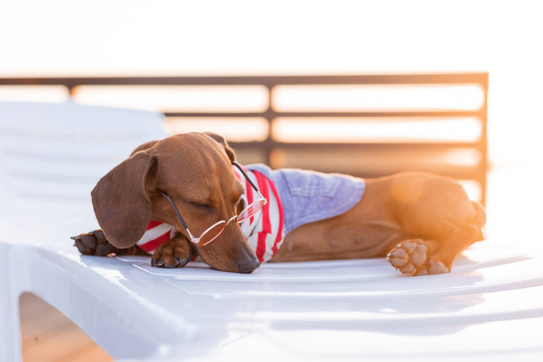 Zwergdackel in gestreiftem Hundejumpsuit und Sonnenbrille sonnt sich am Sandstrand. Hundereisende, Blogger, Blogger-Reisende. Hund geht gerne an der frischen Luft spazieren. - Foto, Bild