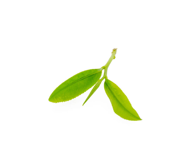 Green tea leaf isolated on white background - 写真・画像