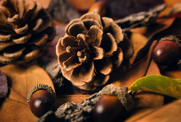 Selective focus on a dried pine cone surrounded by acorns and brown leaves. Autumn concept - Foto, Imagem