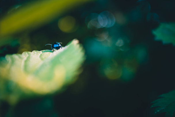 A selective focus shot of an Alder leaf beetle on a plant - Foto, afbeelding