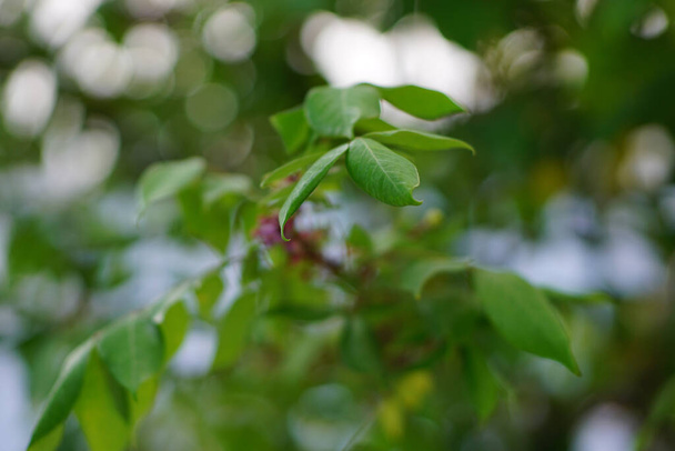 A closeup shot of green plant leaves on a blurred background - Zdjęcie, obraz