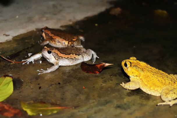 Dvě pásové býčí žáby a žlutá ropucha na mokré betonové podlaze, obojživelníci v noci v Thajsku - Fotografie, Obrázek