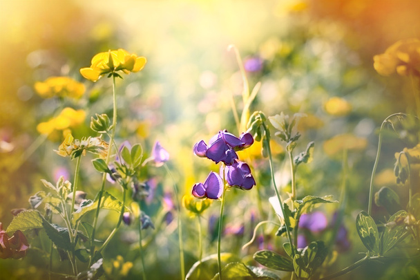 Fleur pourpre entre les fleurs des prés jaunes
 - Photo, image
