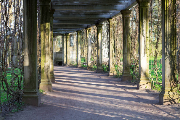 Ared pergola в італійському стилі, зроблений з пісковику, переросли з рослинами, в парку Катерини Пушкіна.. - Фото, зображення