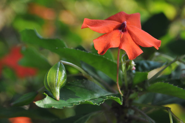 Red Impatiens flower with seed green leaves nature outdoor - Photo, Image