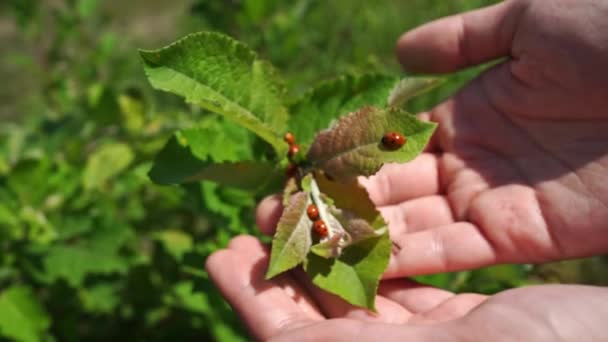 beetles. ladybugs on a leaf. observation of insects and nature. close-up. - Footage, Video
