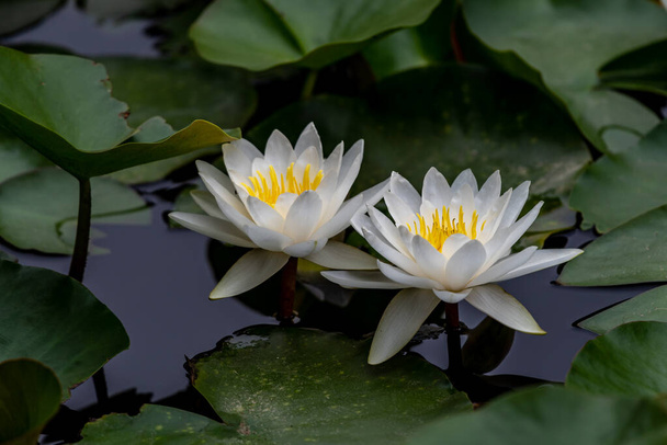 White or red water lilies in the water - Photo, Image