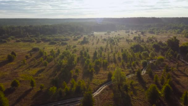 Widok z lotu ptaka łąki z pojedynczymi drzewami w letni poranek - Materiał filmowy, wideo