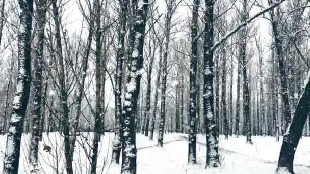 Зимний лес в качестве рождественского фона, снегопад и деревья, покрытые снегом - Кадры, видео