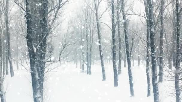Winter forest as Christmas holiday background, snowfall and trees covered with snow - Footage, Video