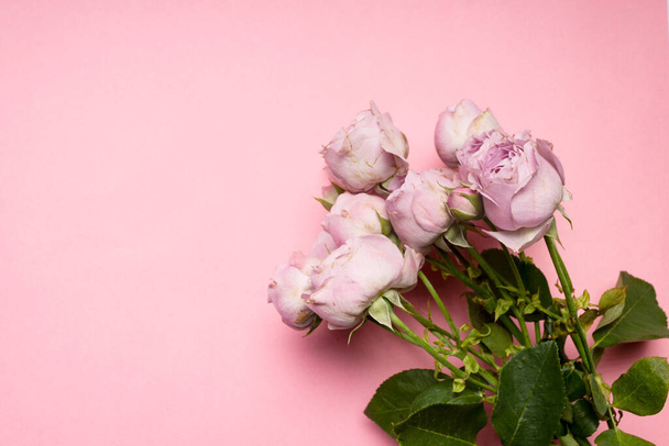 όμορφα ροζ τριαντάφυλλα σε παστέλ φόντο. - Φωτογραφία, εικόνα
