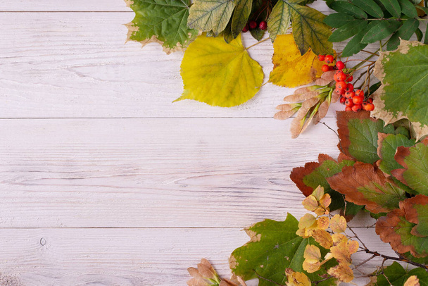 Outono belas folhas espalhadas em placas de madeira branca lugar para texto - Foto, Imagem