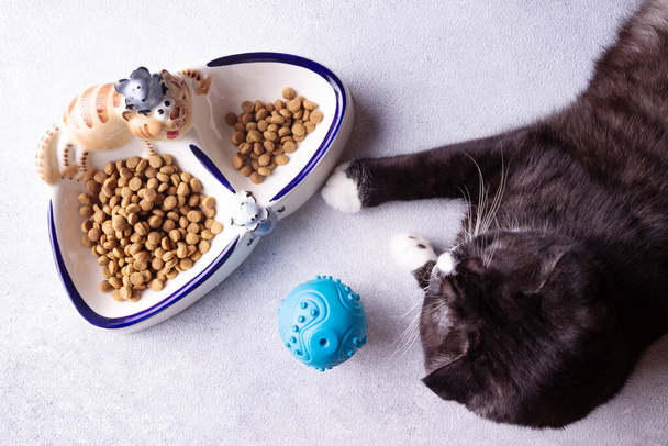 pet food and pets concept-cat and dog, bowl, mouse, kitten, feeding, cats, - Photo, Image