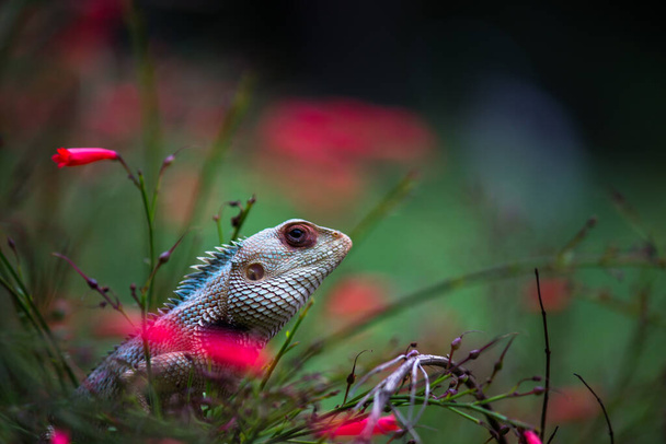 The oriental garden lizard, eastern garden lizard, bloodsucker or changeable lizard resting on the plants in its natural environment  - Photo, Image