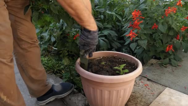 A man is loosening the soil in a flower pot. - Footage, Video