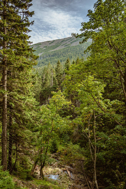 krajobraz górski Las - Zdjęcie, obraz