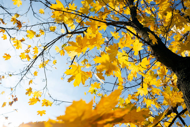 Beautiful autumn background - branches with birch leave - 写真・画像