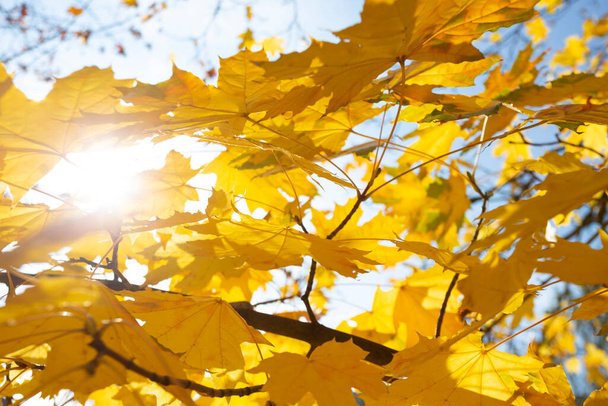Beautiful autumn background - branches with birch leave - Φωτογραφία, εικόνα