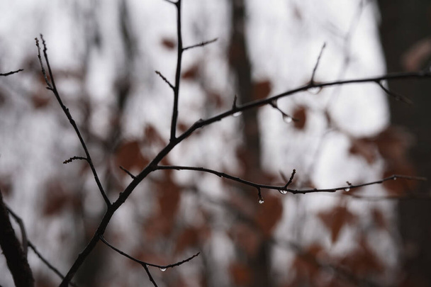 Marraskuun lopussa metsässä vesipisarat puiden oksilla, vesipisarat, talven alku ilmaston lämpenemisen aikoina - Valokuva, kuva