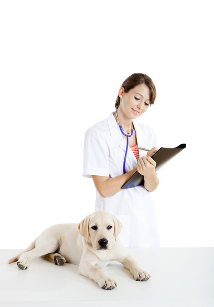 Veterinay taking care of a dog - Foto, imagen