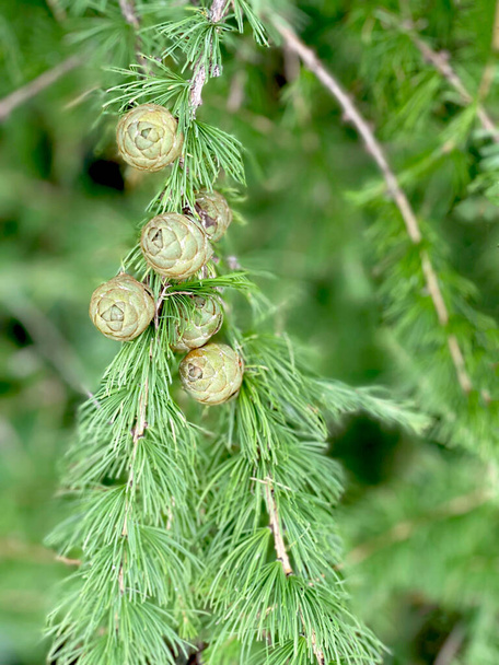 Young early cones on evergreen larch, green floral background - Photo, Image