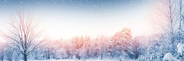 Forêt d'hiver gelée avec arbres enneigés. extérieur - Photo, image