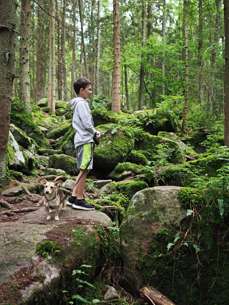 少年は夏の森の中で小さな犬を歩く - 写真・画像