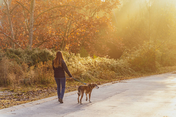 Young woman walking and educating her dog in nature with the rays of the morning sun, warm glow and long shadows. Friendship and animal love concept. Autumn scenery. - Valokuva, kuva