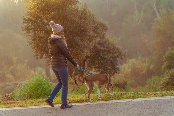 Young woman walking and educating her dog in nature with the rays of the morning sun, warm glow and long shadows. Friendship and animal love concept. Autumn scenery. - Foto, Imagen